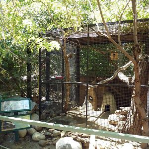 Striped Skunk/Western Gray Squirrel Exhibit