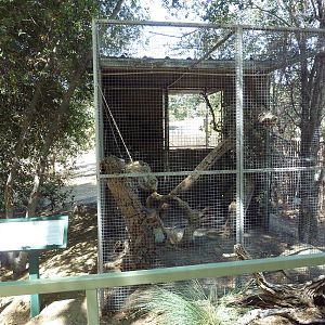 Ringtail Exhibit