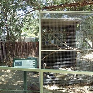 Black-Crowned Night Heron Exhibit