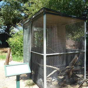 Western Screech Owl Exhibit