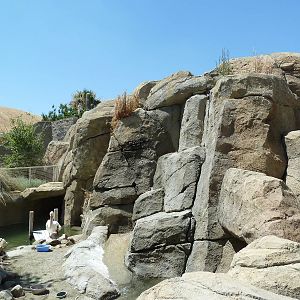 Desert Habitat (4 Species)