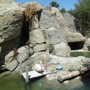 American White Pelican/Herring Gull Exhibit