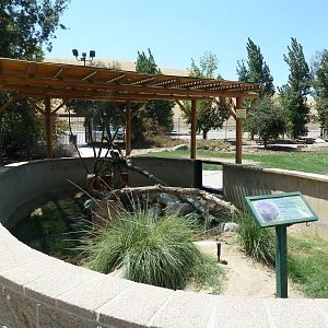North American Porcupine Exhibit
