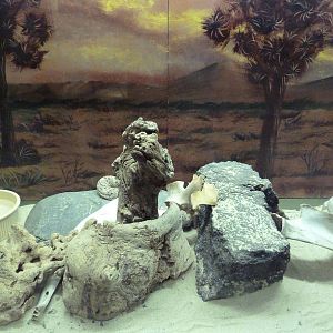 Reptile House - Southwestern Speckled Rattlesnake Exhibit