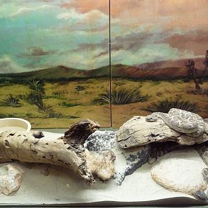 Reptile House - Northern Pacific Rattlesnake Exhibit