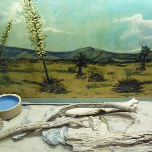 Reptile House - Mojave Rattlesnake Exhibit