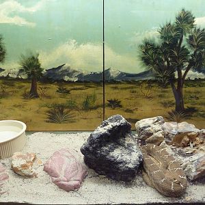 Reptile House - Red Diamond Rattlesnake Exhibit