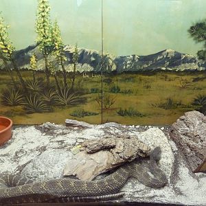 Reptile House - Southern Pacific Rattlesnake Exhibit