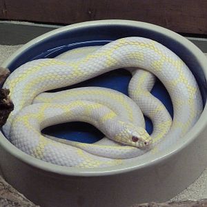 Reptile House - Albino California Kingsnake