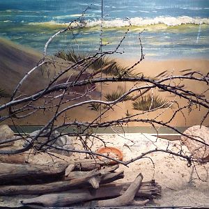 Reptile House - Desert Iguana Exhibit