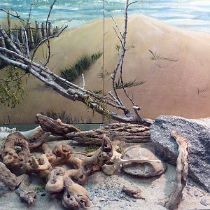 Reptile House - Desert Spiny Lizard Exhibit