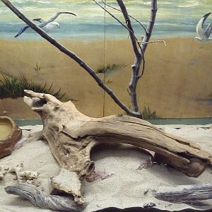 Reptile House - Great Basin Gopher Snake Exhibit