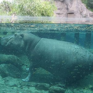Hippo
