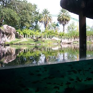 Hippo Underwater Viewing