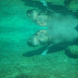 Hippo