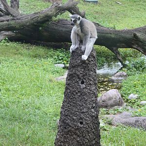 Lemur