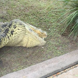 Crocodile Eating Sausage
