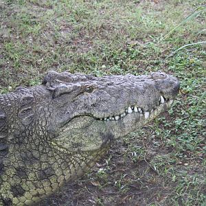 Crocodile