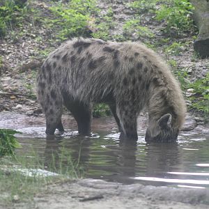 Spotted Hyena
