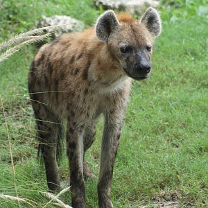 Spotted Hyena