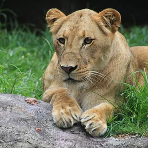 Lioness