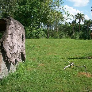 Lion or Hyena Exhibit