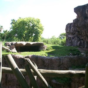 Lion or Hyena Exhibit