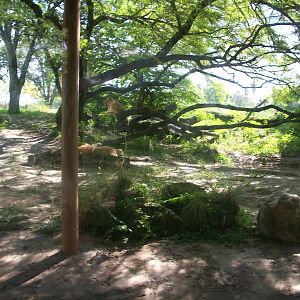 Lion or Hyena Exhibit