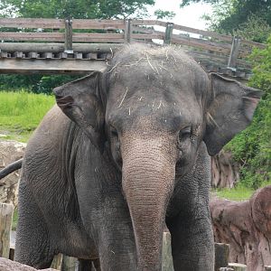 Asian Elephant