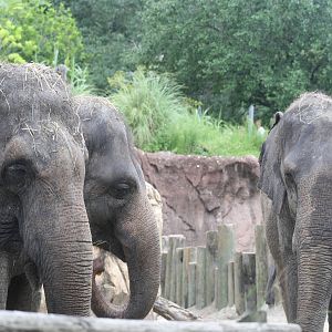Asian Elephants