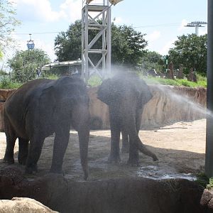 Asian Elephants