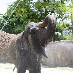 Asian Elephant