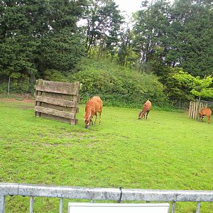 Eastern Bongos at Blackpool Zoo 07/08/11