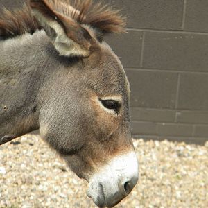 Charlene the Mediterreanean miniature Donkey at Blackpool Zoo 07/08/11