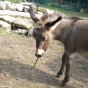 Leah the Mediterreanean miniature Donkey at Blackpool Zoo 07/08/11