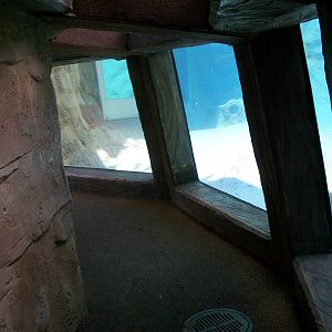 Tiger Underwater Viewing Tunnel