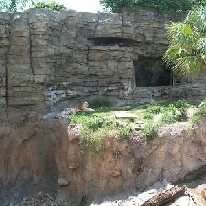Tiger Exhibit