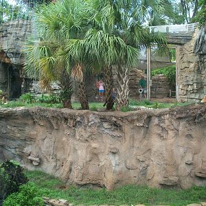 Tiger Exhibit