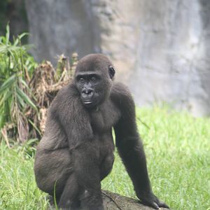 Gorilla