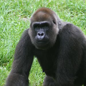Gorilla