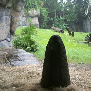 Gorilla Exhibit