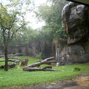 Gorilla Exhibit