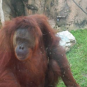 Orangutan