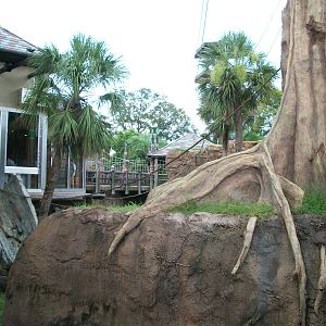 Orangutan Exhibit