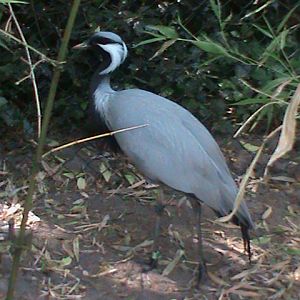 demoiselle crane 070511