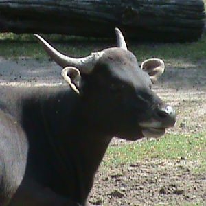 banteng 070511