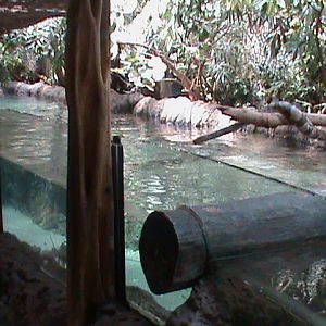 mangrove type exhibit 070511