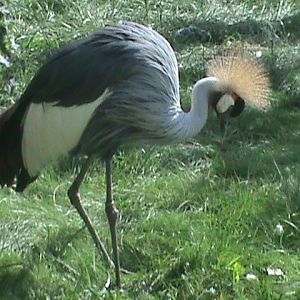 crowned crane 070511