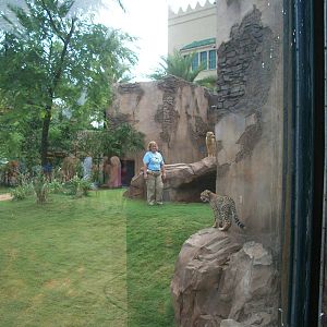Cheetah Exhibit