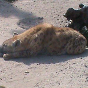 spotted hyena 070511